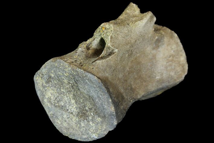 Dinosaur (Thescelosaurus) Caudal Vertebra - Montana #114436